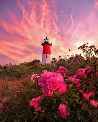 Nauset Lighthouse beneath a pink sky with roses in the foreground